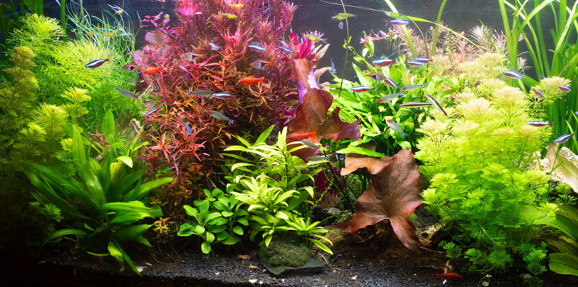  РЕГУЛЯТОР CO2 В АКВАРИУМЕ 